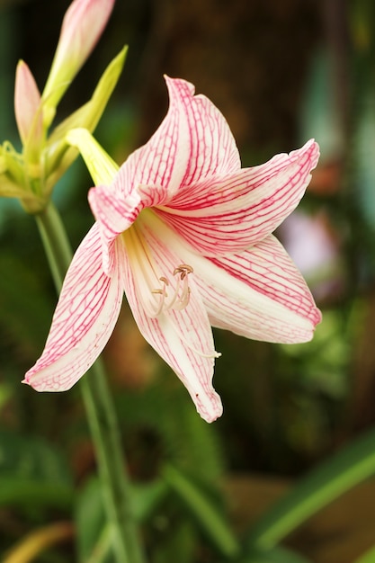 アマリリスピンクの花。