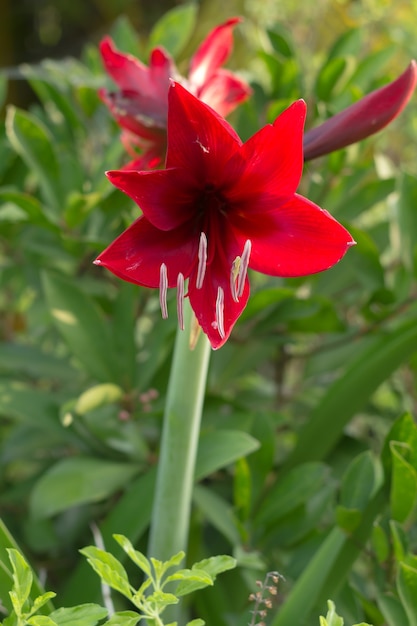 Amaryllis red flower.