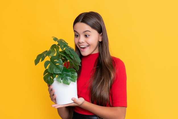 Amazed child with monstera in pot on yellow background