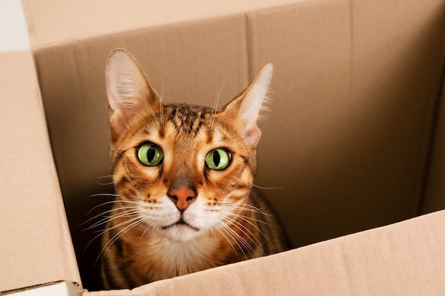 Stupito, con gli occhi aperti, divertente, bello, carino, gatto bengala di razza allo zenzero, gioca, si nasconde in una scatola di cartone, guardando la telecamera.