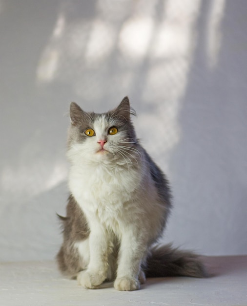 Amazement cat resting at home Gray fluffy cat Lovable cat at home Surprised cat at home Cat on a white background