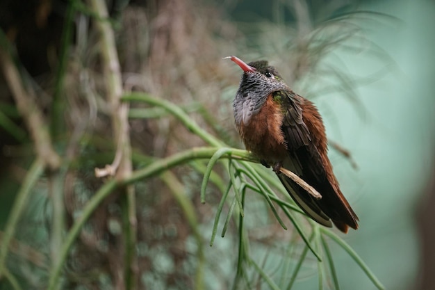 Amazilia hummingbird