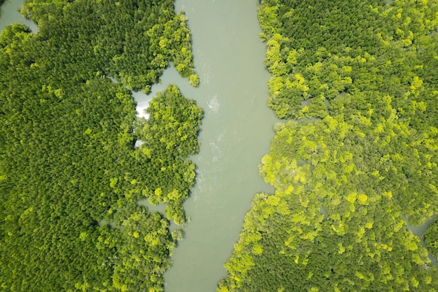 Amazing abundant mangrove forest aerial view of forest trees\
rainforest ecosystem and healthy environment background texture of\
green trees forest top down high angle view