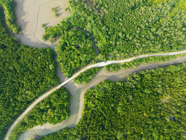 Amazing abundant mangrove forest Aerial view of forest trees Rainforest ecosystem and healthy environment background Texture of green trees forest top down High angle view