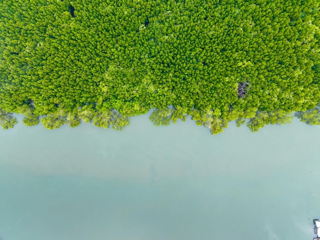 Amazing abundant mangrove forest Aerial view of forest trees Rainforest ecosystem and healthy environment background Texture of green trees forest top down High angle view