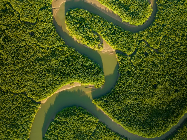 Amazing abundant mangrove forest aerial view of forest trees rainforest ecosystem and healthy environment background texture of green trees forest top down high angle view