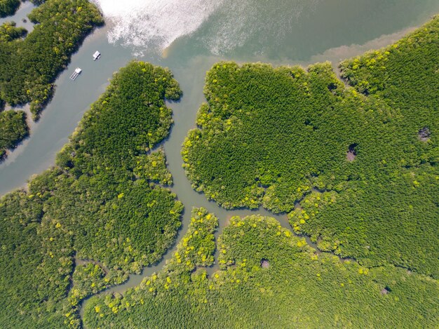 Amazing abundant mangrove forest Aerial view of forest trees