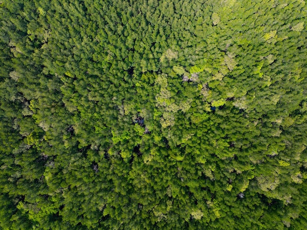 写真 驚くべき豊富なマングローブ森林 森林の木の空中写真