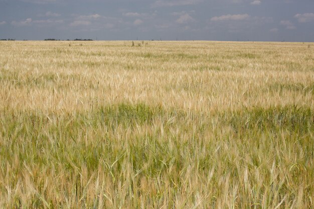 Amazing agriculture landscape.Growth nature harvest. Wheat field natural product. Ears of golden wheat close up. Rural scene under sunlight