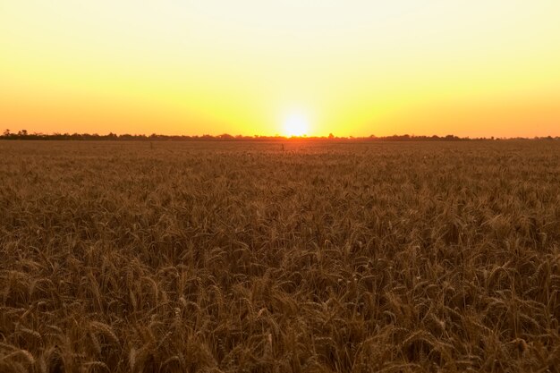 素晴らしい農業の夕日の風景。成長自然収穫。