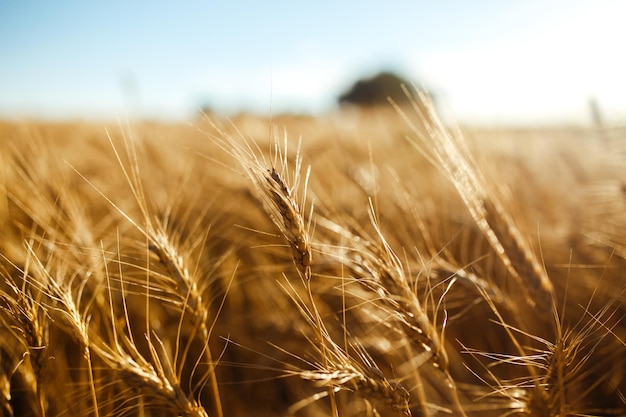 Incredibile paesaggio al tramonto dell'agricolturaraccoglimento della natura di crescita prodotto naturale del campo di grano