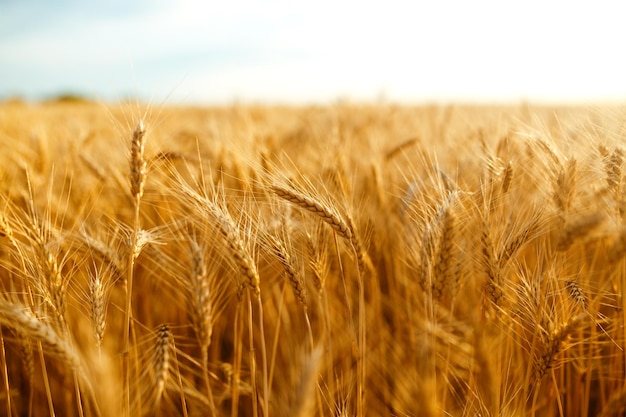 Удивительный пейзаж заката сельского хозяйстваРост природа урожай Пшеничное поле натуральный продукт