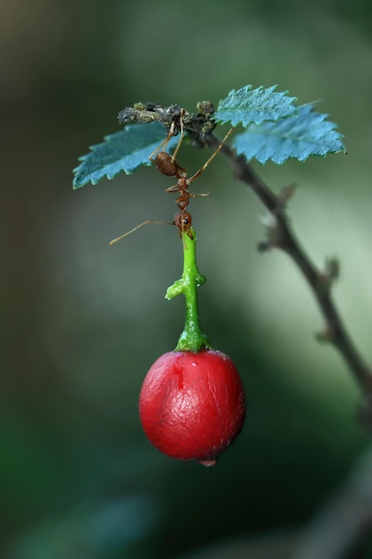 Amazing ants carry fruit heavier than their bodies Amazing strong ant