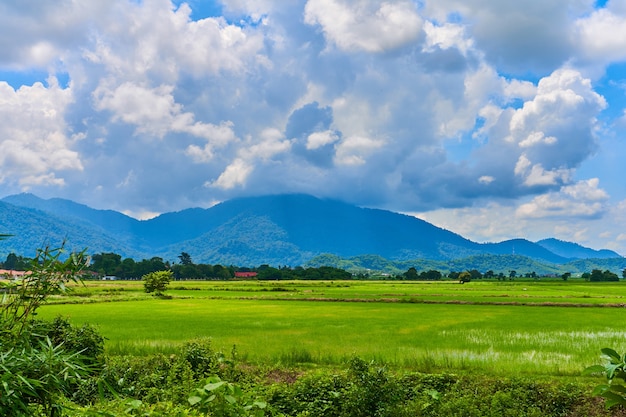 素晴らしいアジアの自然の風景。背景に山々がある広大な緑の田んぼ