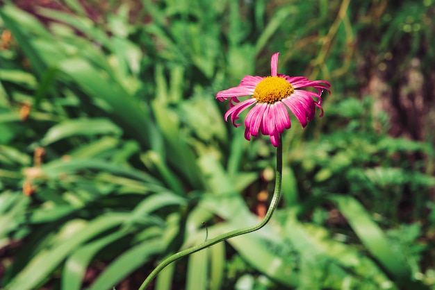 明るいピンクの花びらと日光の下で黄色の花粉を持つ素晴らしいアスター。コピースペースを持つ緑の草の背景に長い茎のクローズアップに美しいマゼンタの花。晴れた日にカラフルな花のつぼみ。