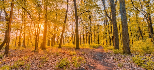 Amazing autumn landscape. Panoramic forest nature. Vivid morning in colorful forest with sun rays