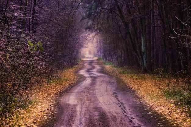 Amazing autumn tunnel path trough a colorful forest