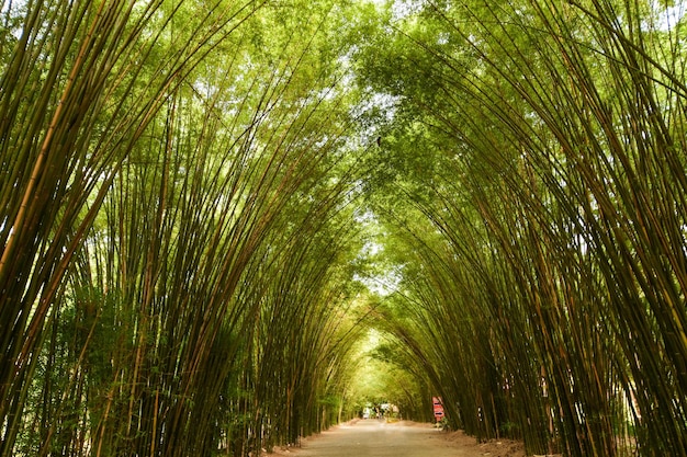 Foto un tunnel di bambù meraviglioso e meraviglioso.