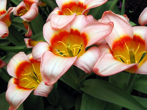 Amazing beautiful pink-red tulips of an unusual shape. Keukenhof Flower Park Holland, spring.