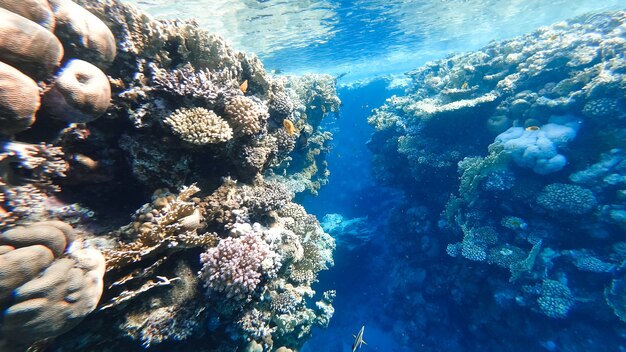 Amazing beauty - the bottom of the red sea, on which the corals are located.