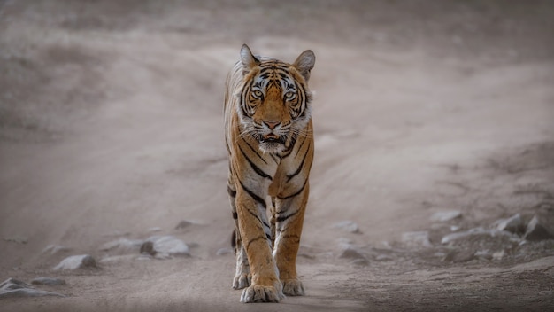 Amazing bengal tiger in the nature