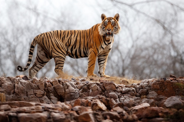 Amazing bengal tiger in the nature