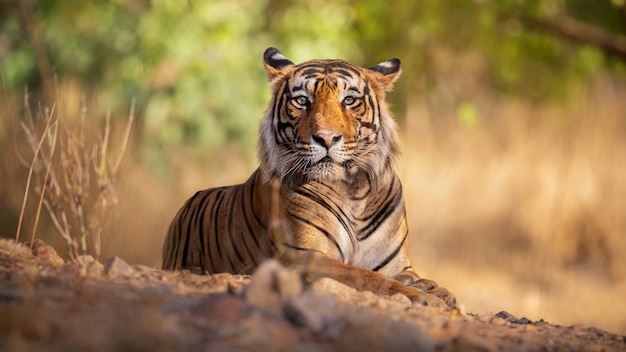 Photo amazing bengal tiger in the nature