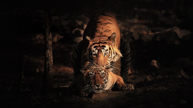 Amazing bengal tigers in the nature