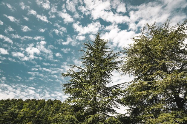 Photo amazing big cedars trees