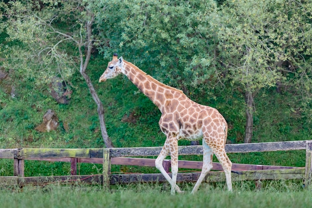 Amazing big giraffe