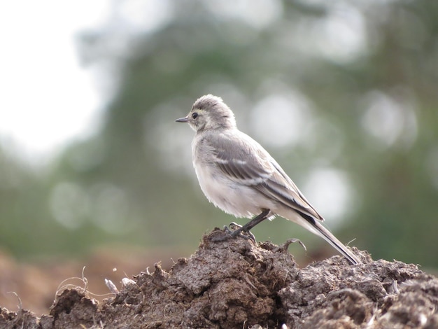 Amazing bird and wildlife