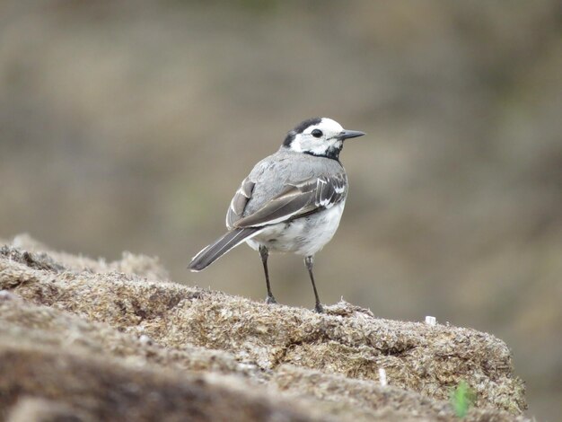 Amazing bird and wildlife