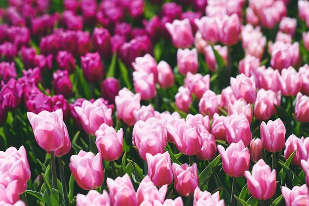 Amazing blooming pink tulips pattern outdoor Nature flowers spring gardening concept