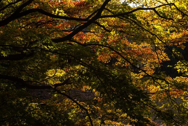 写真 秋の日差しに照らされた色とりどりの葉でいっぱいの素晴らしい枝。