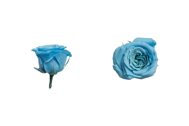 Amazing bright blue rose flower on white background