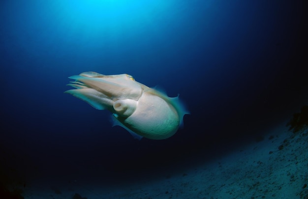 An amazing Broadclub cuttlefish - Sepia latimanus. Komodo National Park, Indonesia.