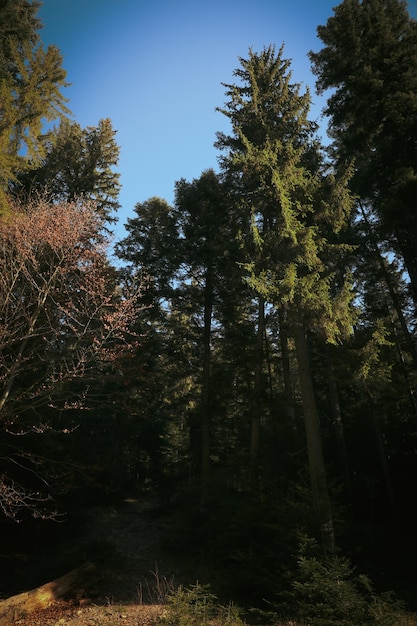 秋の晴れた日の素晴らしいカルパティアの森