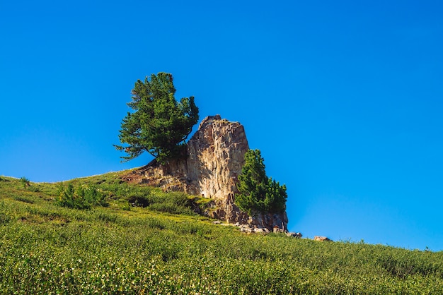 Il cedro stupefacente cresce sulla bella pietra rocciosa sulla collina verde nel giorno soleggiato.