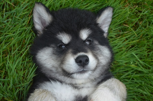 Incredibile sguardo ravvicinato al volto di un cucciolo di alusky di otto settimane