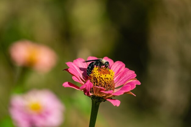 Photo an amazing close up of a wonderful xylocopa latipes on a flower