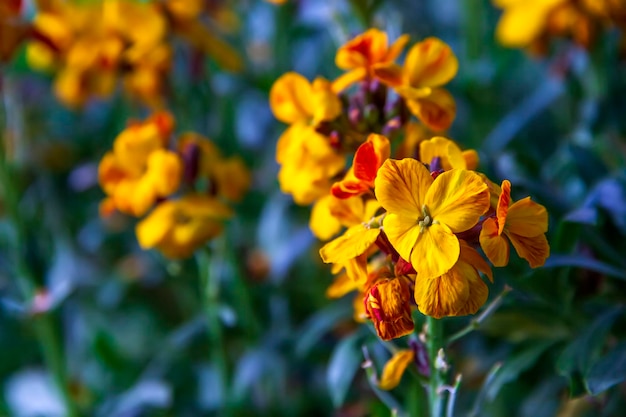 Wallflower라고도 알려진 Erysimum cheiri Cheiranthus의 놀라운 색깔의 봄 꽃