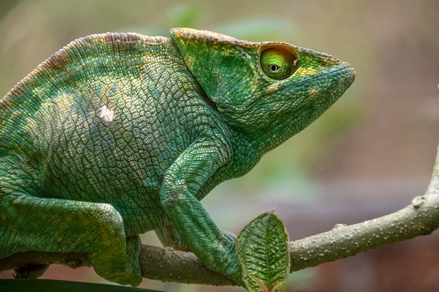 Incredibile camaleonte colorato di parson. endemico del madagascar in bellissimi colori verdi madagascar. africa