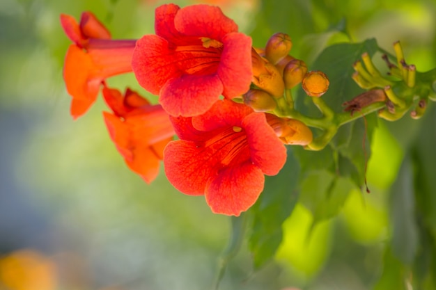 素晴らしい色とりどりの花