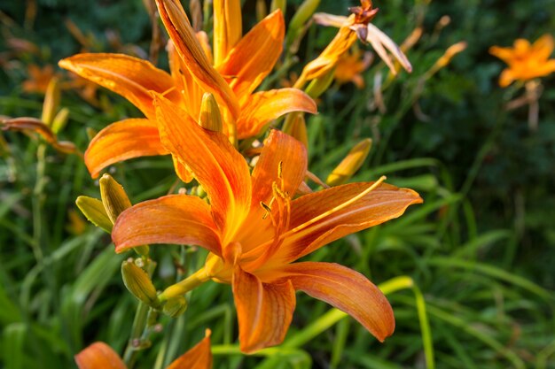 素晴らしい色とりどりの花