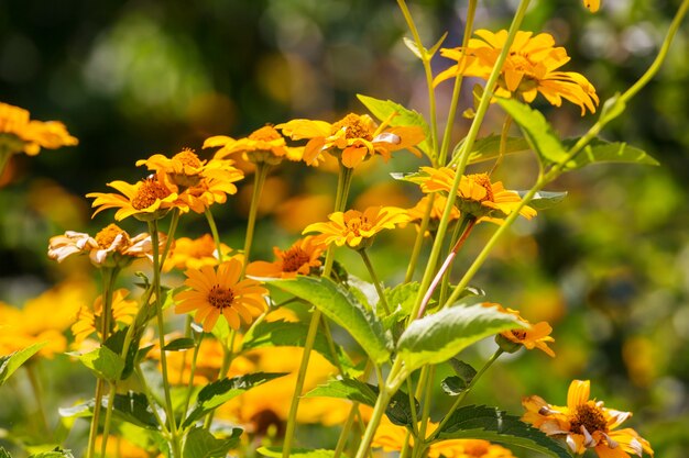 素晴らしい色とりどりの花