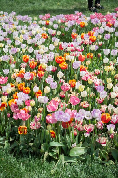 自然の中で驚くほどカラフルな春の花