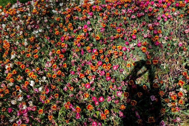 自然の中で驚くほどカラフルな春の花