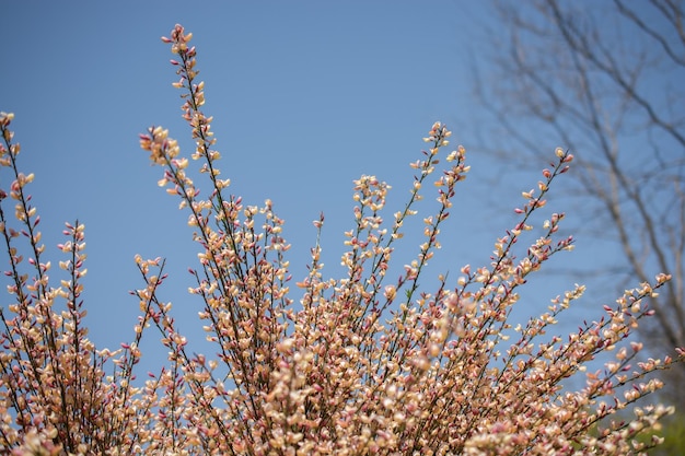 自然の中で驚くほどカラフルな春の花