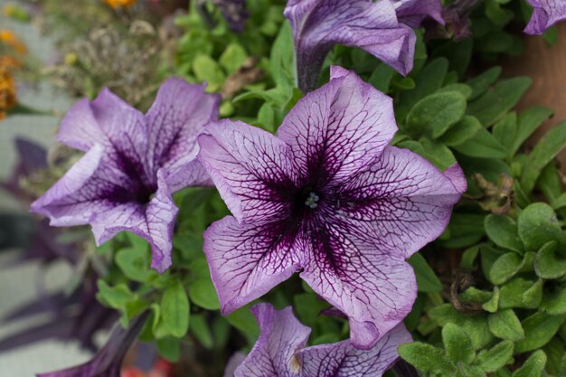 自然の中で驚くほどカラフルな春の花