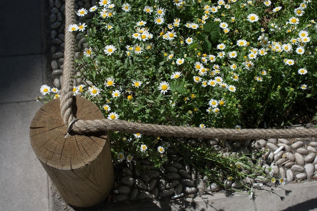 自然の中で驚くほどカラフルな春の花